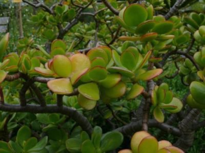 Crassula ovata