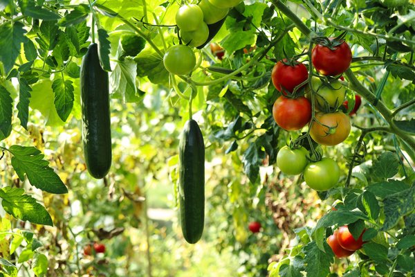 GemÃ¼segarten