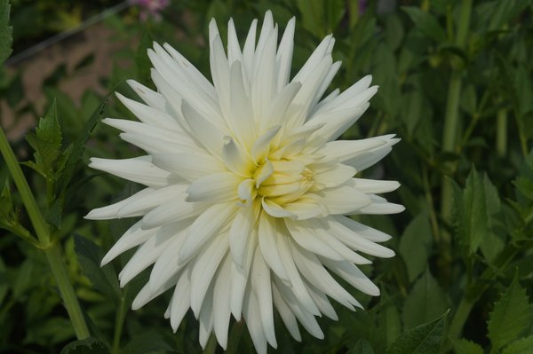 Dahlie 'Mount Tacoma' (2er Set)