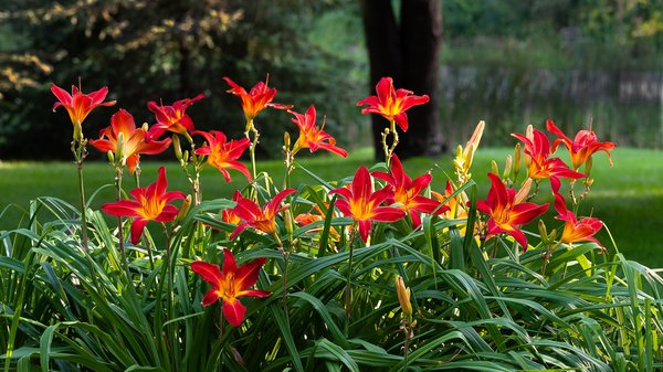 Taglilien Hemerocallis pixabay
