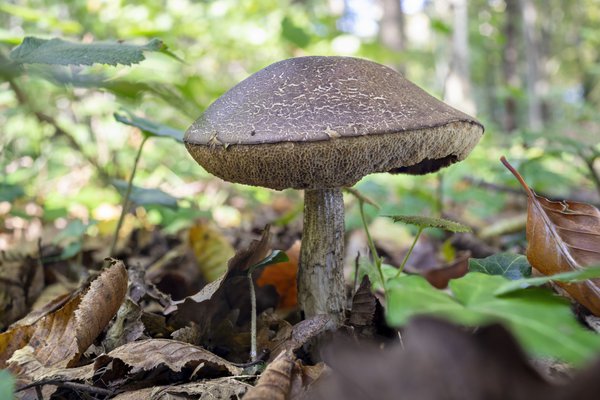 Hainbuchenröhrling erkennen