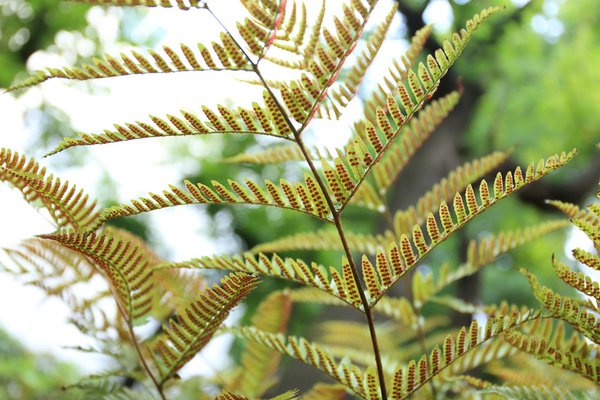 Rotschleierfarm (Dryopteris erythrosora) 