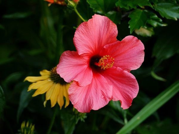 Hibiskus in Pink