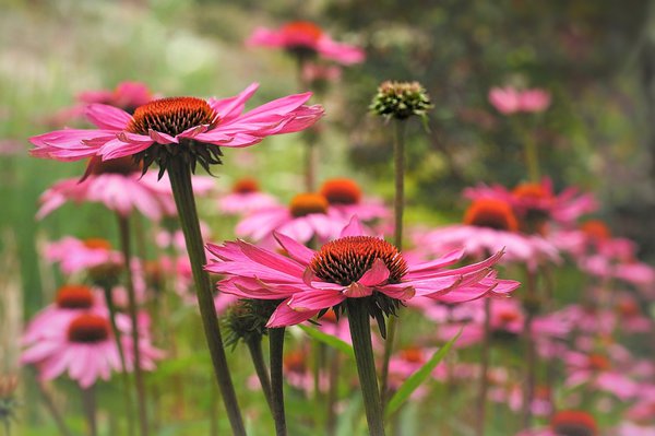 Echinacea purpurea Sonnenhut