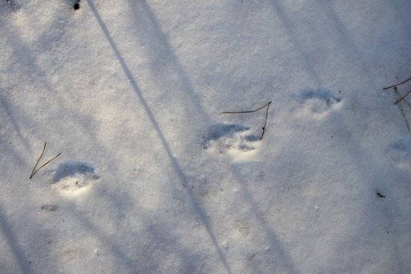 Eichhörnchen Spuren im Schnee ᐅ so sehen sie aus!