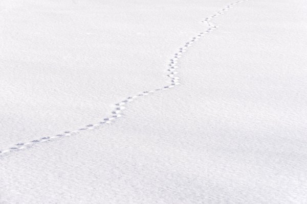 Fuchsspuren im Schnee