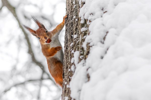 Eichhörnchen hinterlassen charakteristische Spuren im Schnee