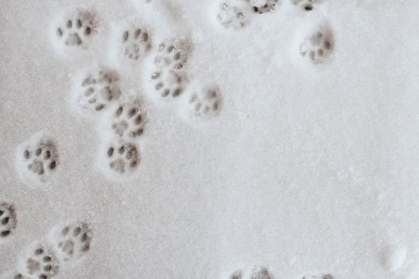 Katzenspuren im Schnee