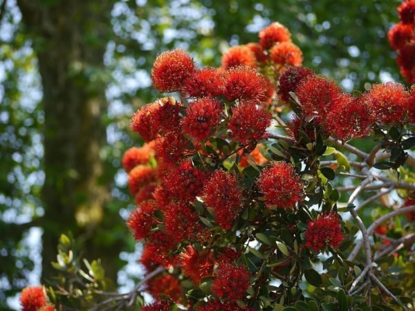 Der Neuseeländische Weihnachtsbaum vertreibt auf natürliche Art lästige Insekten 