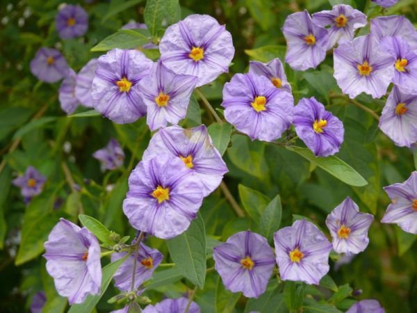 solanum rantonnetii - den Enzianstrauch gibt es auch mit hellvioletten Blüten