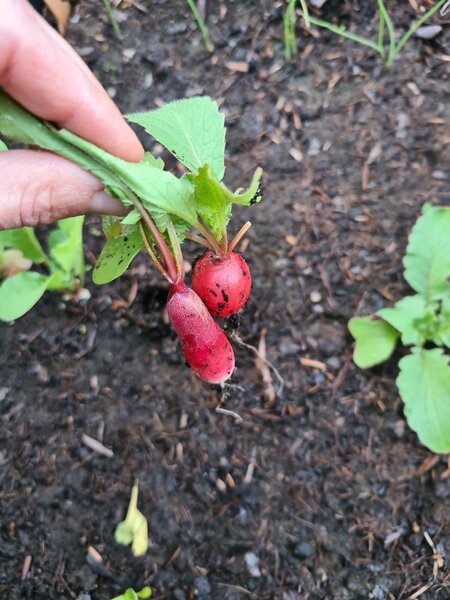 Der Garten im Mai, Jana Laura Lange, Erntezeit, Radieschen