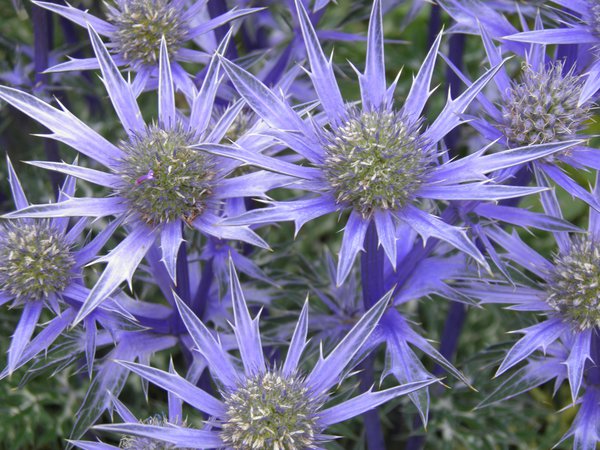 Eryngium Titelbild pixabay