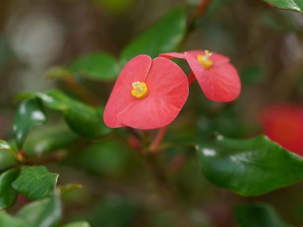 Christusdorn Euphorbia milii Euphorbia geroldii