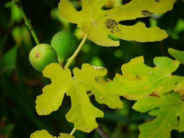 Feigenbaum auspflanzen