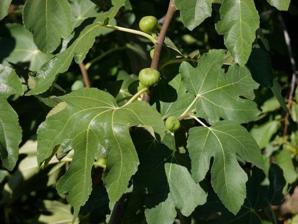 Balkonpflanzen im Sommer