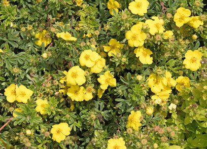 Blühender Fingerstrauch (Potentilla)