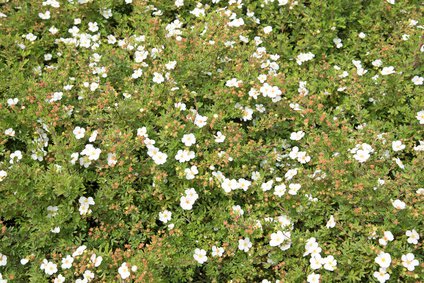 Blühendes Fingerkraut im Garten
