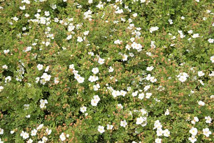 Blhendes Fingerkraut im Garten