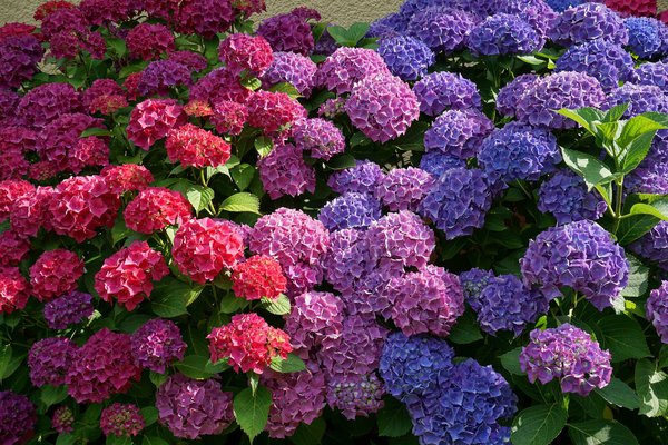 Hortensie giessen Hitze Lubera