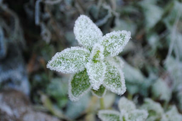 Schutz vor Frost.