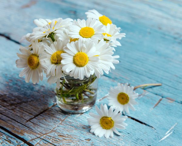 Gänseblümchen als Heilpflanze