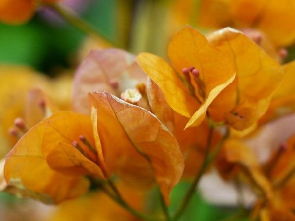 Bougainvillea mit gelber Blte