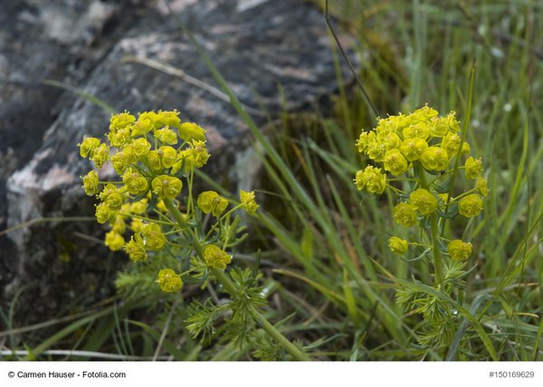 gelbgrüne Scheinblüten einer Zypressen-Wolfsmilch