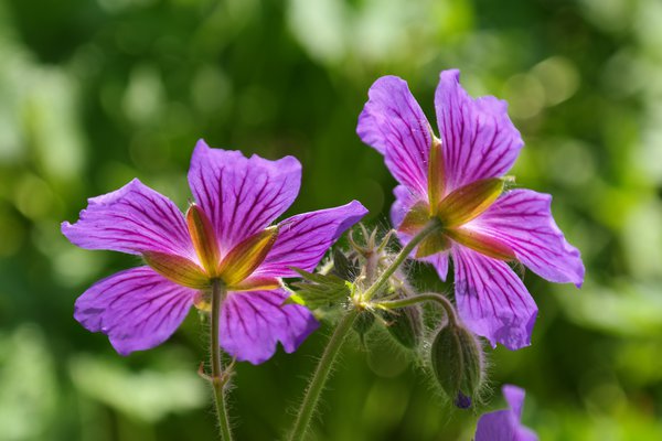 Storchschnabel Geranium