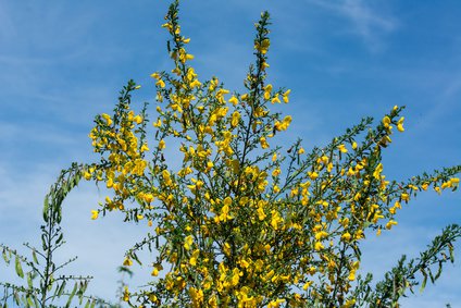 Ginsterstrauch im Frühling