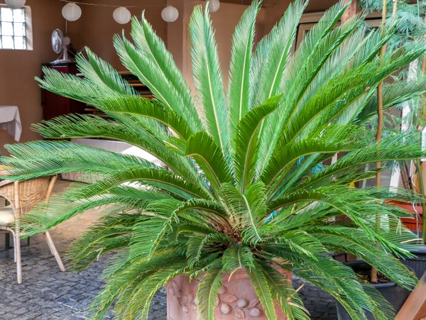 Cycas revoluta