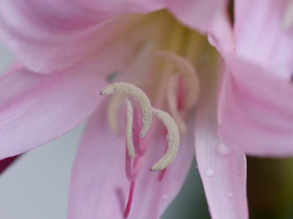 Gartenamaryllis