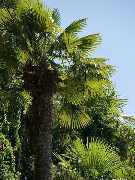 Winterharte Palmen Trachycarpus fortunei Lubera