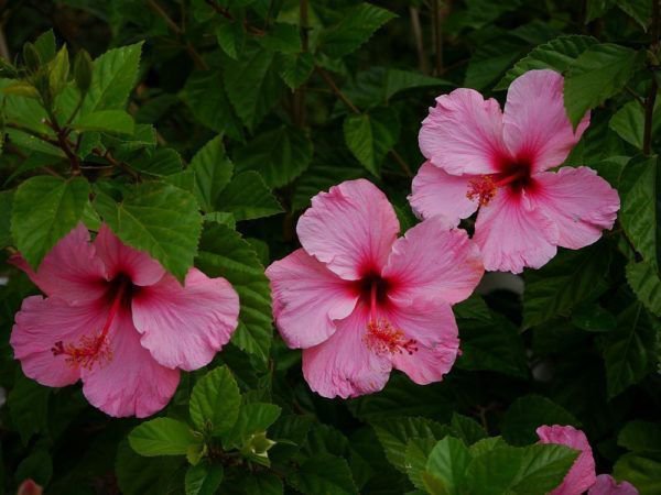 Hibiscus rosa sinesis