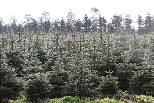 Abies nordmanniana