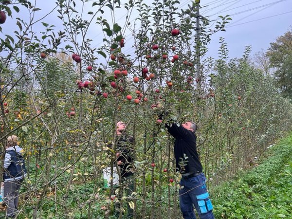 Apfelernte 2022 Versuchsfeld Baumschule Buchs Züchtung Apfelsaft Most Malus