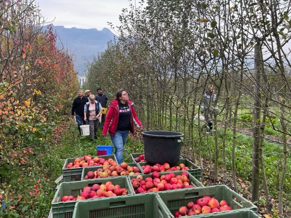 Apfelernte 2022 Versuchsfeld Baumschule Buchs Züchtung Apfelsaft Most Malus