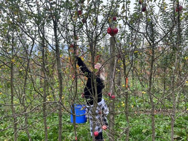 Apfelernte 2022 Versuchsfeld Baumschule Buchs Züchtung Apfelsaft Most Malus