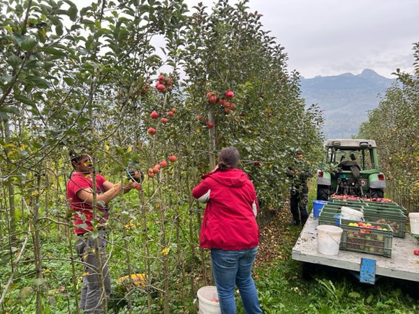 Apfelernte 2022 Versuchsfeld Baumschule Buchs Züchtung Apfelsaft Most Malus