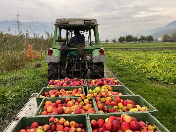 Apfelernte 2022 Versuchsfeld Baumschule Buchs Züchtung Apfelsaft Most Malus
