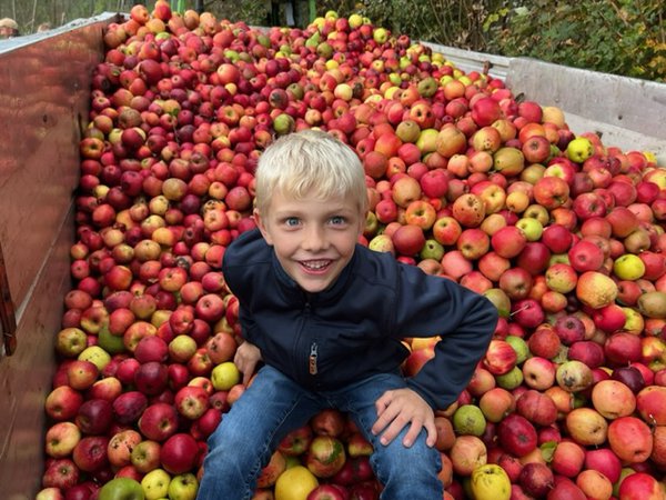 Apfelernte 2022 Versuchsfeld Baumschule Buchs Züchtung Apfelsaft Most Malus