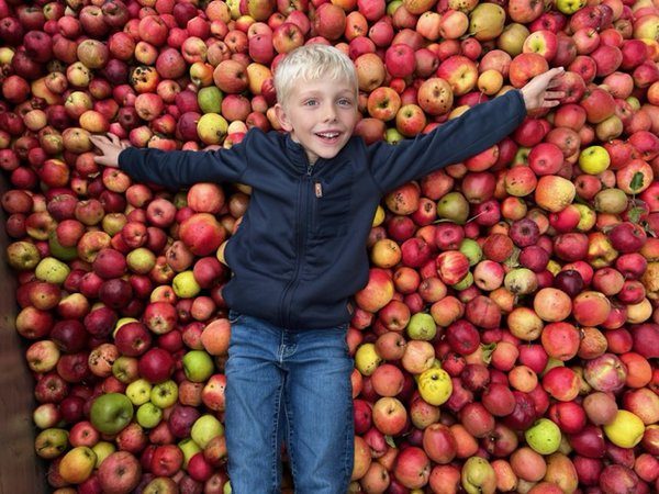 Apfelernte 2022 Versuchsfeld Baumschule Buchs Züchtung Apfelsaft Most Malus