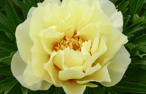 Paeonia Hybride Bartzella, Pfingstrose gelb