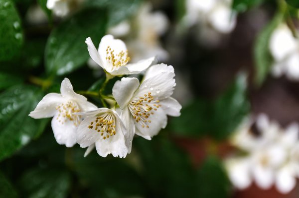 Jasmin richtig gießen.