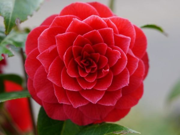 Kamelienblüte
