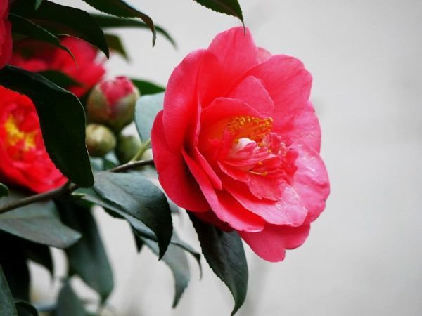 Kamelienblüte