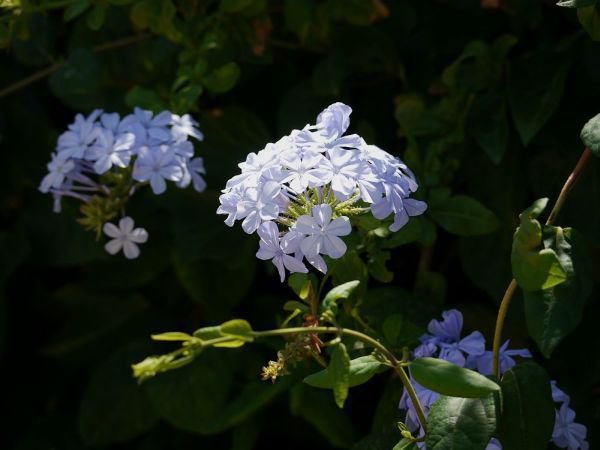 Plumbago auriculata