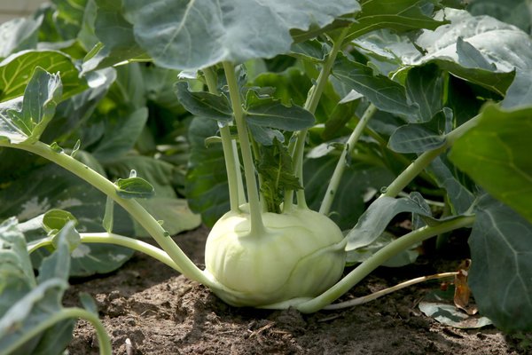 Richtig eingefroren schmeckt das Gemüse fast wie frisch geerntet...