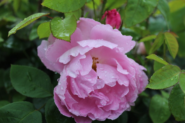 Mary Rose, ein englischer Rosenklassiker