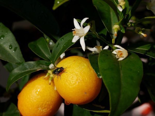 Die schönsten Mandarinensorten - ein Überblick zum Selberernten