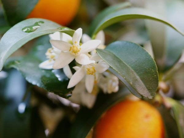 Kumquat berwintern - wenn es richtig gemacht wird, belohnt Euch die Pflanze mit einer tollen Blte